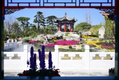 澳门金沙赌城：来自北京插花协会的石磊在北京园内向参观者介绍插花知识